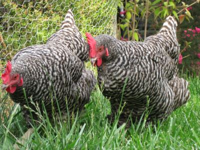 egg-laying_breed_8_-_plymouth_rock