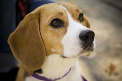 tamest_dog_breeds_-_10_beagle