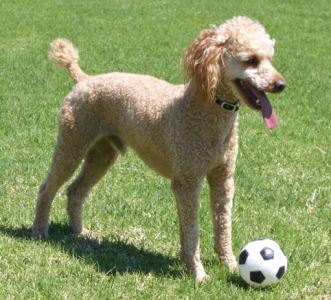 Tamest sales dog breeds