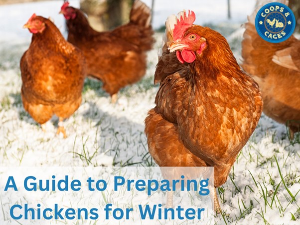 A Guide to Preparing Chickens for Winter
