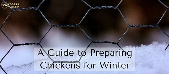 A Guide to Preparing Chickens for Winter