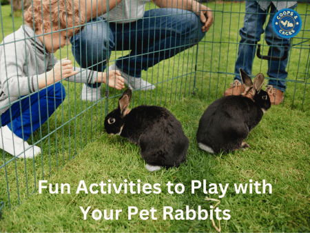 Fun Activities To Play With Your Pet Rabbits | Coops & Cages