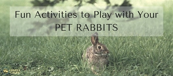 Fun Activities to Play with YourPET RABBITS