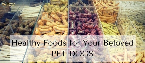 Healthy Foods for Your Beloved PET DOGS