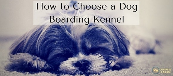How to Choose a Dog Boarding Kennel-feature