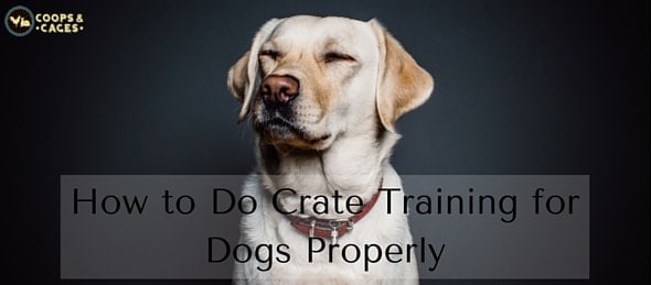 How to Do Crate Training for Dogs Properly