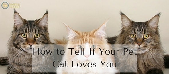 How to Tell If Your Pet Cat Loves You