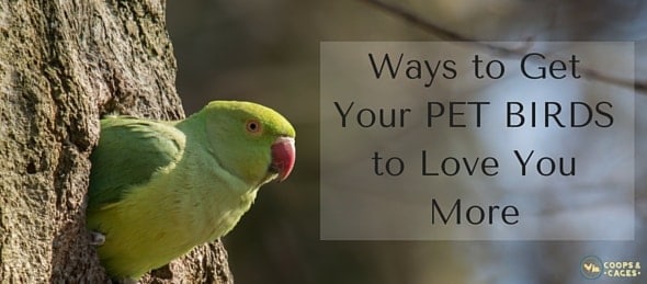 Ways to Get Your Pet Birds to Love You More