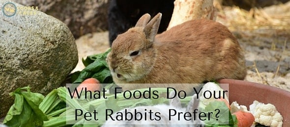 What Foods Do Your Pet Rabbits Prefer