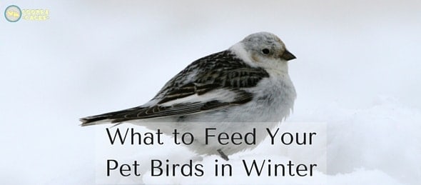 What to Feed Your Pet Birds in Winter