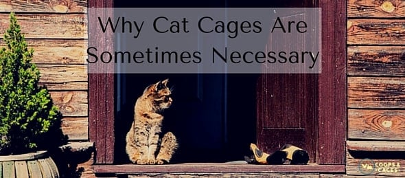 Why Cat Cages Are Sometimes Necessary