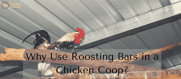 Why Use Roosting Bars in a Chicken Coop
