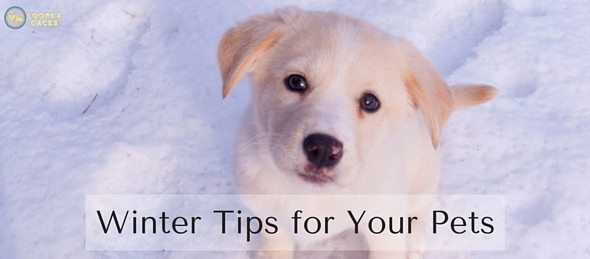 Winter Tips for Your Pets