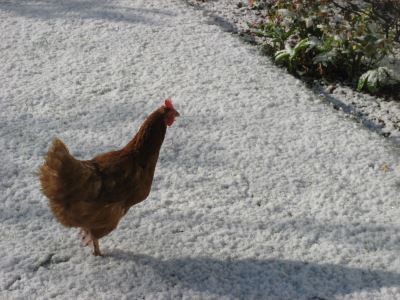 prepare_chickens_for_winter_-_3