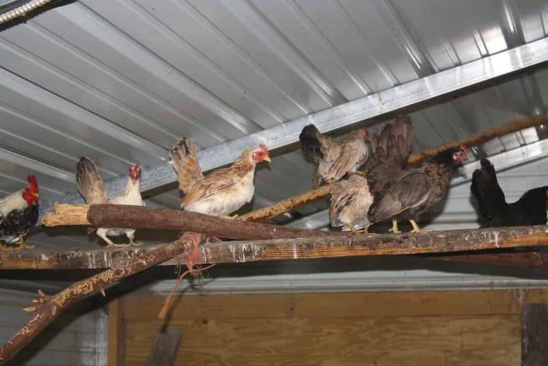 Why Use Roosting Bars In A Chicken Coop? Coops And Cages