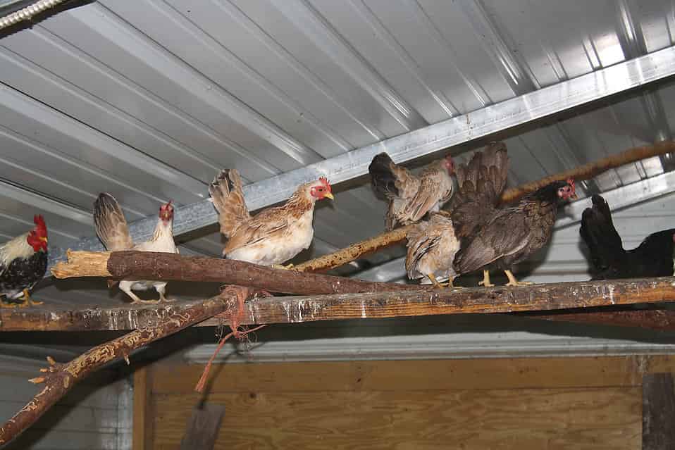 why put roosting bars in a chicken coop - 2