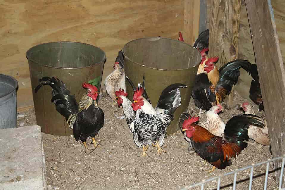 why put roosting bars in a chicken coop - 5