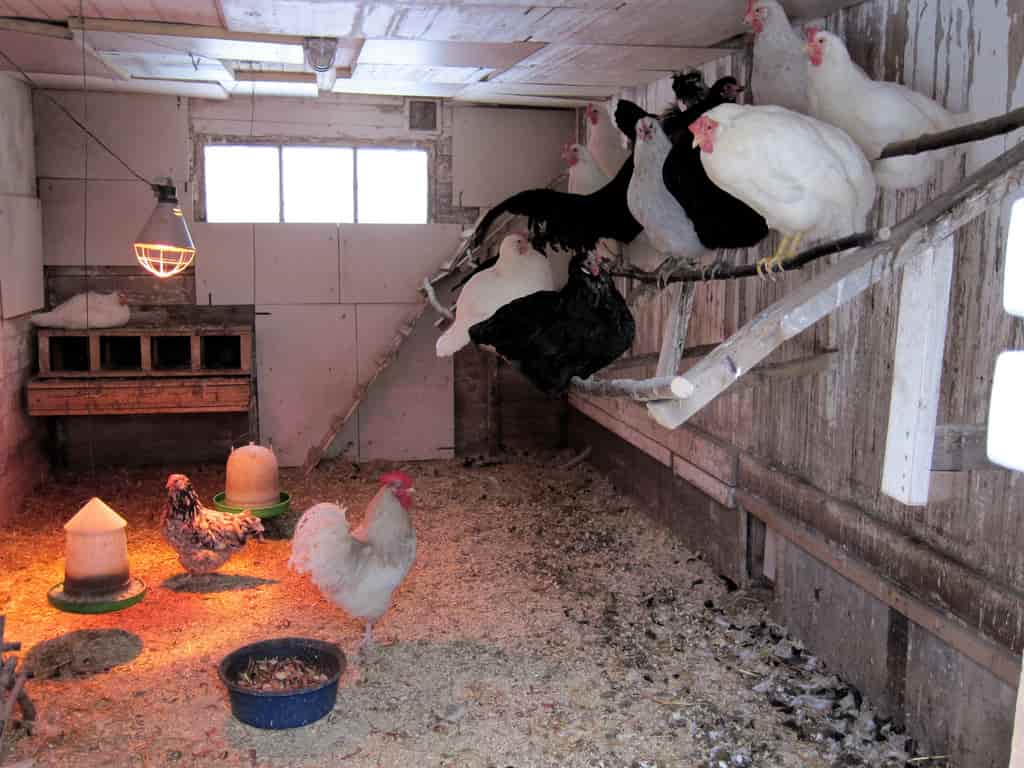 Why Use Roosting Bars In A Chicken Coop? Coops And Cages