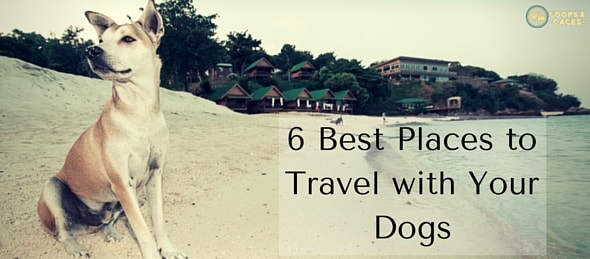 6 Best Places to Travel with Your Dogs
