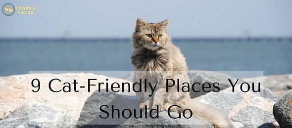 9 Cat-Friendly Places You Should Go-feature