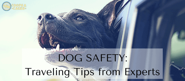 DOG SAFETY- Traveling Tips from Experts-min