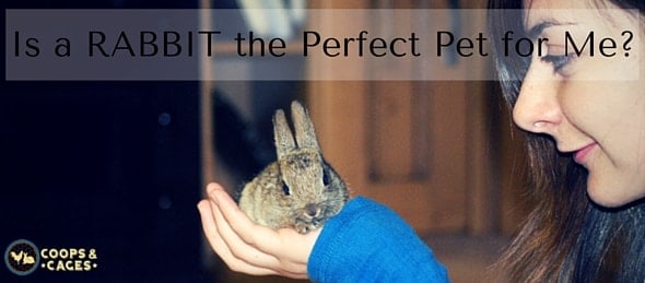 Is a Rabbit the Perfect Pet for Me