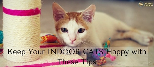 Keep Your INDOOR CATS Happy with These Tips