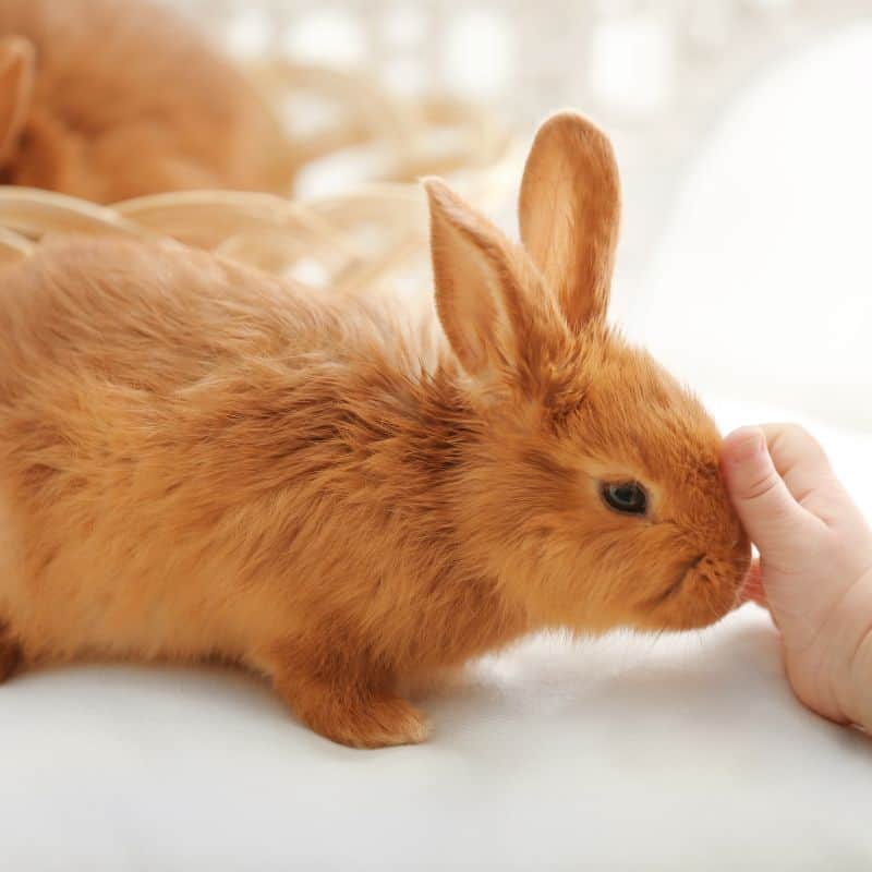 Hand patting rabbit's nose