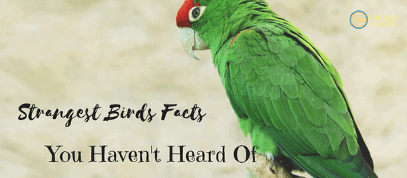 bird facts