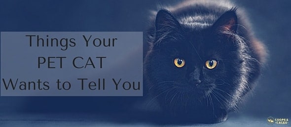 Things Your PET CAT Wants to Tell You