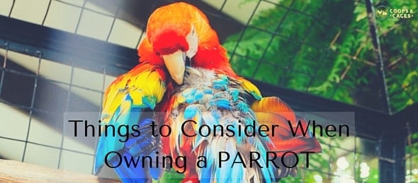 Things to Consider When Owning a PARROT-min