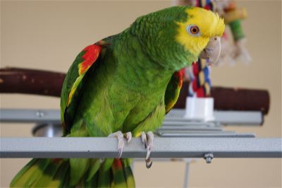 Things_to_Consider_When_Owning_a_Parrot_-_4