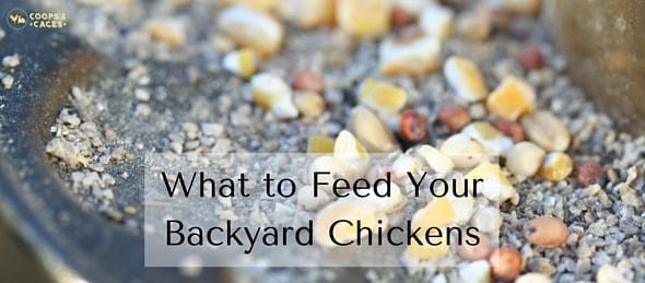 What to Feed Your Backyard Chickens