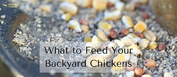 What To Feed Your Backyard Chickens Coops Cages