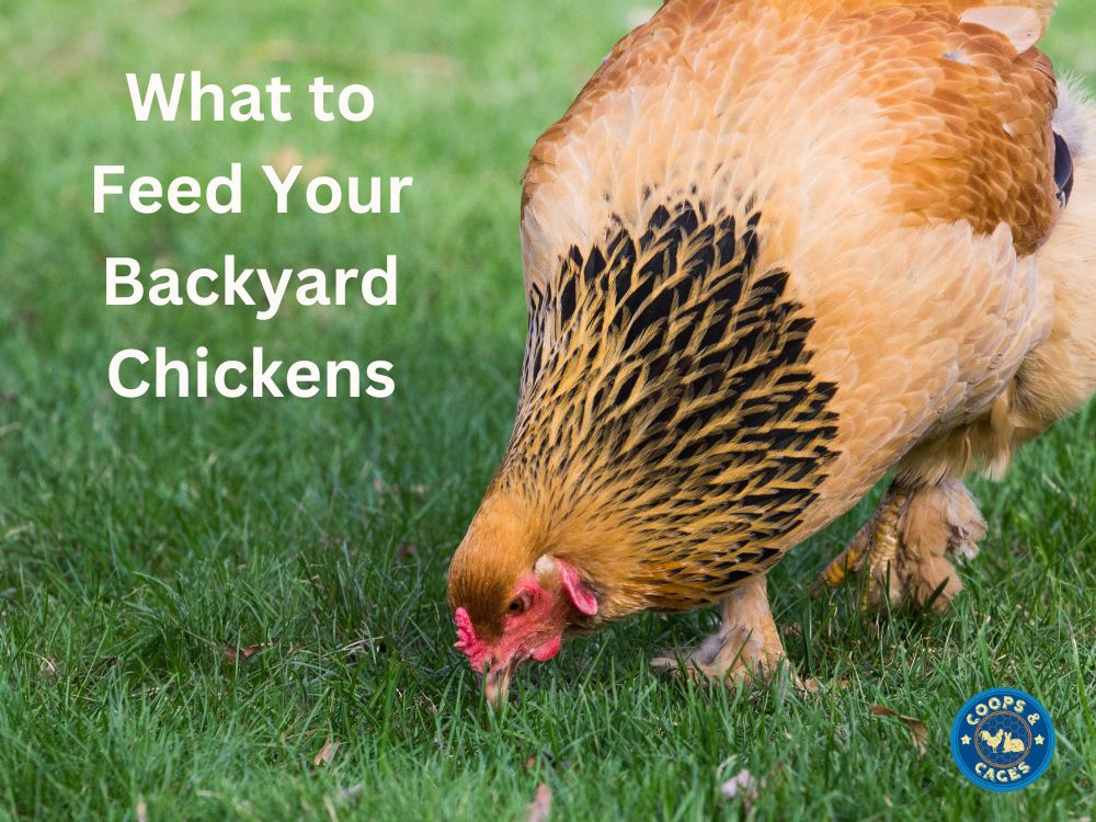 What to Feed Your Backyard Chickens