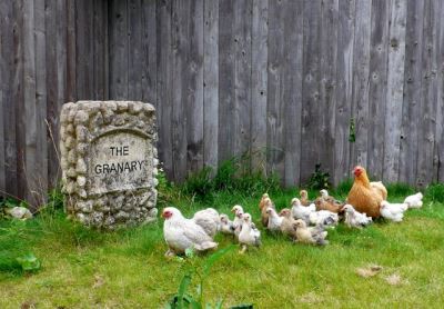 Enjoy Raising Backyard Chickens With Kids Coops Cages