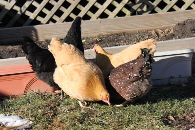 what_to_feed_your_backyard_chickens_-_2