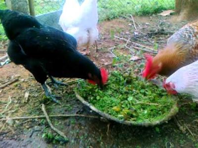 what_to_feed_your_backyard_chickens_-_4