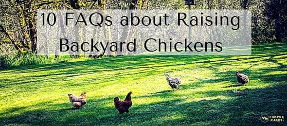 10 FAQs about Raising Backyard Chickens