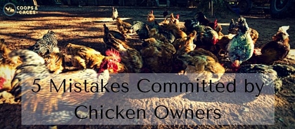 5 Mistakes Committed by Chicken Owners min 1