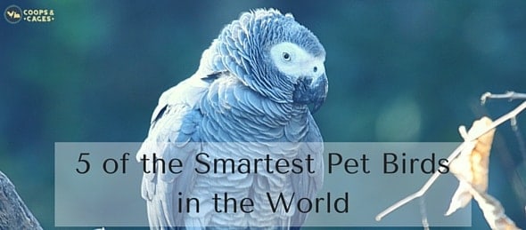 5 of the Smartest Pet Birds in the World-feature