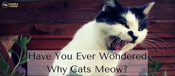 Have You Ever Wondered Why Cats Meow_-min