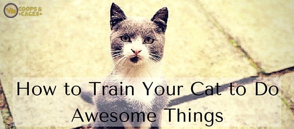 How to Train Your Cat to Do Awesome Things min 1