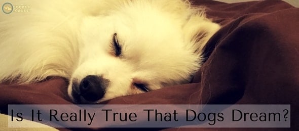 Is It Really True That Dogs Dream- (1)-min
