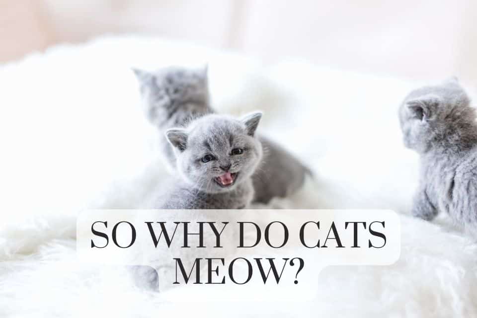 So why do cats meow