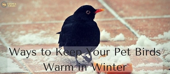 Ways to Keep Your Pet Birds Warm in Winter-min