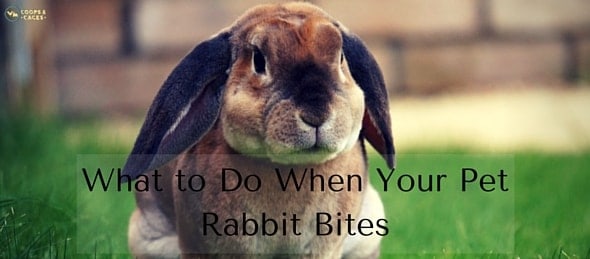 What to Do When Your Pet Rabbit Bites-min