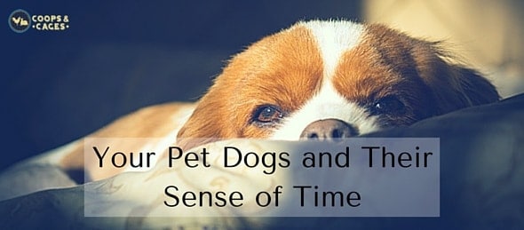 Your Pet Dogs and Their Sense of Time-feature