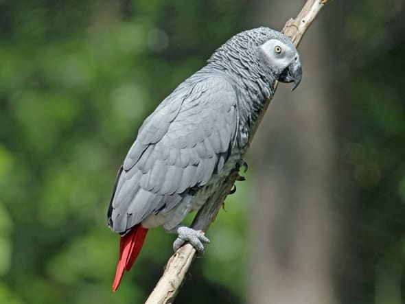 african_grey_parrot