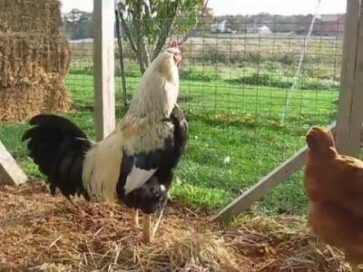 raising_backyard_chickens_-_3